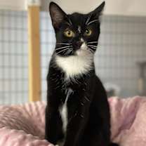 Thumbnail photo of Rogan #2