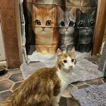 Thumbnail photo of Citrine #3