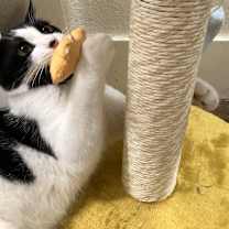 Thumbnail photo of Binx #2