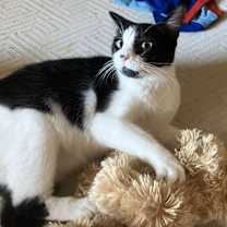 Thumbnail photo of Binx #3