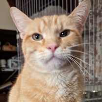 Thumbnail photo of MacGyver #4