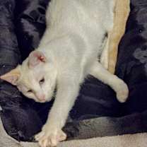 Thumbnail photo of Ziggy #1