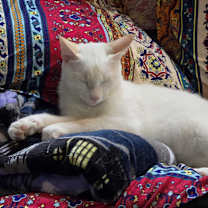 Thumbnail photo of Ziggy #2