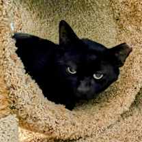 Thumbnail photo of Carlito #2