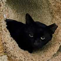 Thumbnail photo of Carlito #3