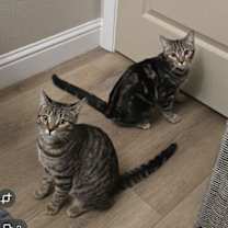 Thumbnail photo of Luna #3