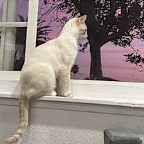 Thumbnail photo of Poppy #4