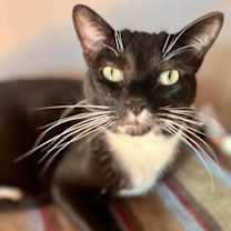 Thumbnail photo of Lola #1