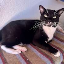 Thumbnail photo of Lola #2