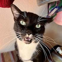 Thumbnail photo of Lola #3