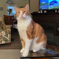 Thumbnail photo of TC #2