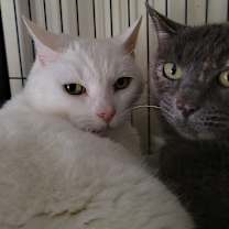 Thumbnail photo of 7145 Snowball #1