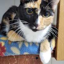 Thumbnail photo of 6910 Siracha #1