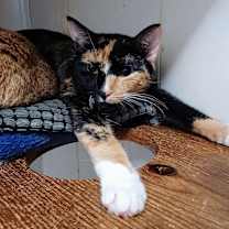 Thumbnail photo of 6910 Siracha #2