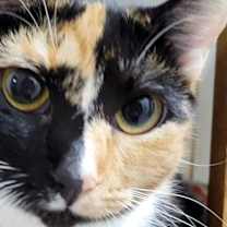 Thumbnail photo of 6910 Siracha #3