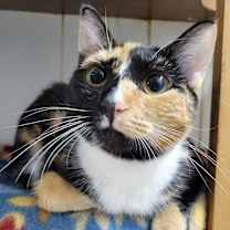 Thumbnail photo of 6910 Siracha #4