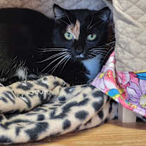 Thumbnail photo of Callie #2
