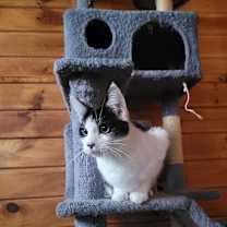 Thumbnail photo of Banjo #1