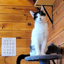 Thumbnail photo of Banjo #2