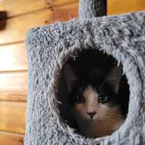 Thumbnail photo of Banjo #4
