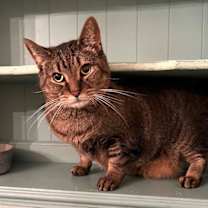 Thumbnail photo of Sam (Sweet Tabby) #3
