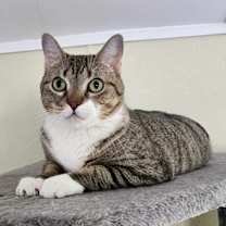 Thumbnail photo of Rosie #4