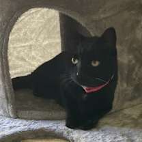 Thumbnail photo of Sadie #1