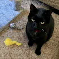 Thumbnail photo of Sadie #2