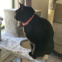 Thumbnail photo of Sadie #3