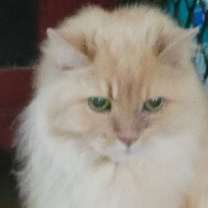 adopt-pet