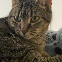 Thumbnail photo of Fauna #1