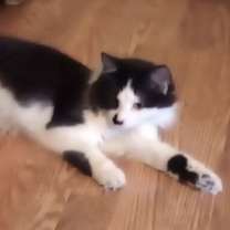 Thumbnail photo of Piper #1