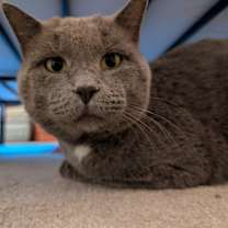 Thumbnail photo of Smokey #1