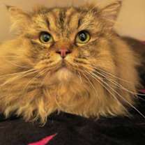 Thumbnail photo of Tricki Woo #1