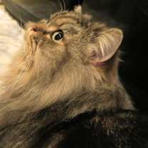 Thumbnail photo of Tricki Woo #2