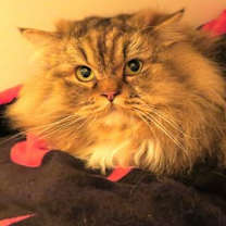 Thumbnail photo of Tricki Woo #3
