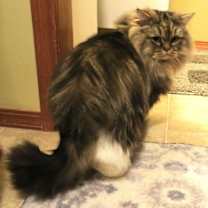Thumbnail photo of Tricki Woo #4