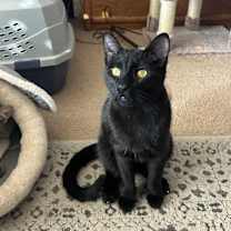 Thumbnail photo of Crookie Monster & Casper #2