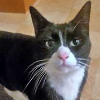 Thumbnail photo of ADELINE - Offered by Owner #1