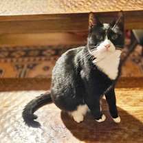 Thumbnail photo of ADELINE - Offered by Owner #2