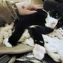 Thumbnail photo of ADELINE - Offered by Owner #4