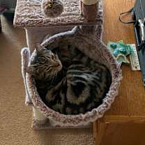 Thumbnail photo of Skeezix-bonded with Orson #1