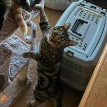 Thumbnail photo of Skeezix-bonded with Orson #2