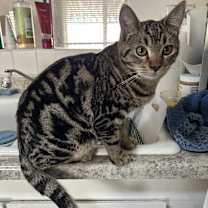 Thumbnail photo of Skeezix-bonded with Orson #3