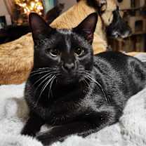 Thumbnail photo of Levy (with Tax) Bonded Pair #1