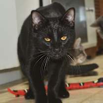 Thumbnail photo of Levy (with Tax) Bonded Pair #2