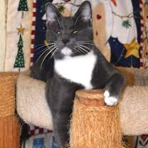 Thumbnail photo of Tax (with Levy) Bonded Pair #1