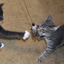 Thumbnail photo of Tax (with Levy) Bonded Pair #4