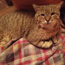 Thumbnail photo of Nunchucks #1