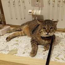 Thumbnail photo of Nunchucks #2